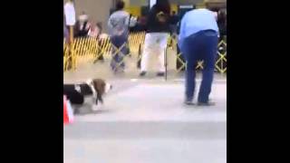 Basset Leisurely Completes Agility Course [upl. by Penoyer]