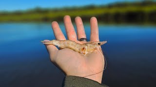 Live Shrimp Fishing for Whatever Bites Amelia Island [upl. by Nowed608]