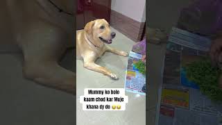 Bolo koi to comedy dholakbeats funny song labradorretreiver dogcomedy labradorlovers dogente [upl. by Ahsieka]