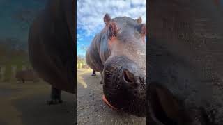 Hippo asmr 🥕🥕🥕🥕🦛♥️ [upl. by Ichabod]