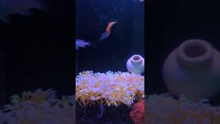 Cichlids l Aquarium l fish tank l setup [upl. by Boote]