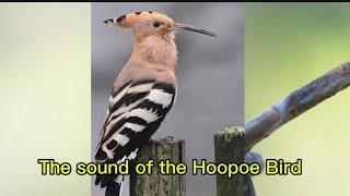 The Sound of the Hoopoe Bird  Suara Asli Burung Hud Hud Burung Nabi Sulaiman [upl. by Kcinimod]