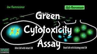 Green Cytotoxicity Assay  CellTox GCA Assay [upl. by Nna]