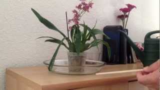 Watering orchids in sphagnum moss [upl. by Ut]