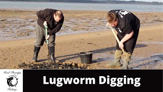 Digging and Storing lug worm for a fishing trip [upl. by Anthiathia]