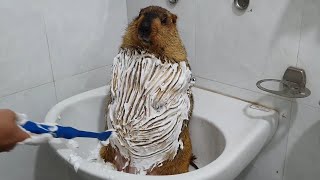 marmot bath time with dry foam [upl. by Aura]