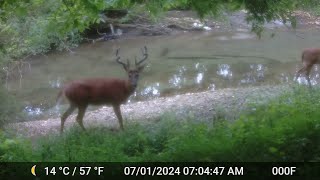 Caterwauling cat camera eating squirrel KY Trail Cam Adventures [upl. by Tiossem]