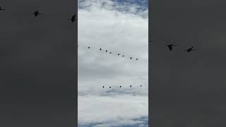 November 15 2024 sandhill cranes flying south for the winter cranesintheskybirdenthusiast [upl. by Flavian]