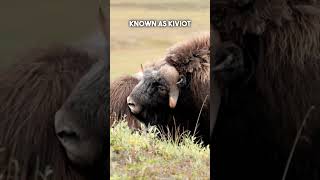 Unraveling the Mysteries of Musk Ox Majestic Creatures of the Arctic Tundra [upl. by Jillana792]