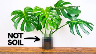 The Alternative Way To Grow The Best Monstera [upl. by Notyal793]