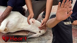 Bamsi Kee Qurbani  Bakra Eid Hardest Moments  Bakra 2024 Emotional Video  Home Qurbani JNTV [upl. by Selec]