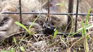 Nicrophorus Burying Beetle Eats a Maggot クロシデムシが蛆虫を捕食 [upl. by Ahsieki]