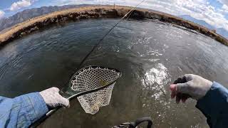 Upper Owens River Fly Fishing and Euro Nymphing 10724 [upl. by Adiam]