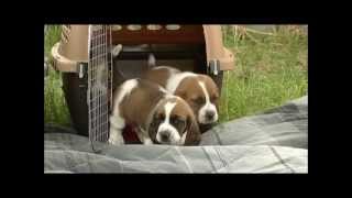 First Time Outdoors 26 Day Old Basset Hound Puppies [upl. by Arlyne425]