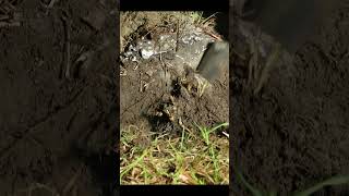 Three Fire Ant Colony Casting Session Part 3 Cast 119 shorts [upl. by Fadas52]