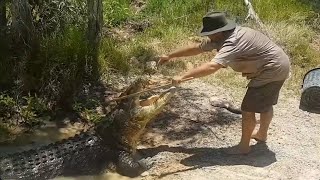 Saltwater Crocodiles 🐊🐊🐊 amp More crocodile attack fishing australia fish food nature [upl. by Nathanael]