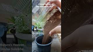 Adenium cutting propagation pleasesubscribemychannel fypシ゚viral plantsgardenflowers nature [upl. by Derron]