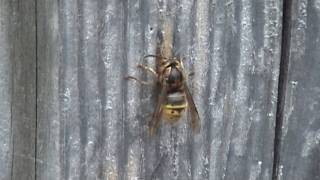 Queen wasp chewing wood to build her wasp nest [upl. by Esyahc696]