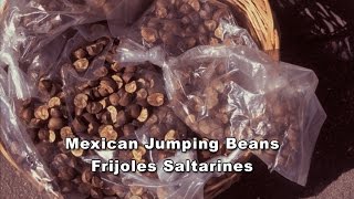 Álamos Mexican Jumping Bean 207 [upl. by Adnawak]