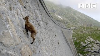 The incredible ibex defies gravity and climbs a dam  Forces of Nature with Brian Cox  BBC [upl. by Araec860]