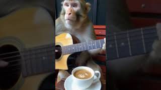 Macaco Tocando Violão  O Vídeo Mais Divertido e Surpreendente Que Você Vai Ver Hoje [upl. by O'Neill]