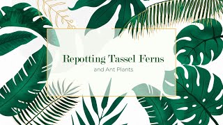 Repotting Tassel Ferns and Ant Plants [upl. by Narmak]