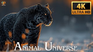 ANIMAL UNIVERSE 4K ULTRA HD [upl. by Auqinihs]