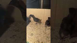 Ayam cemani chicks youtubeshorts [upl. by Sualokin]