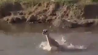 Deer Sacrifice Life to Save Baby from Crocodile [upl. by Htebaras268]