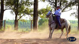 Team Roping  Treino Rafael Cotini e Adrianinho  ETR  Elite Team Roping [upl. by Mathews]