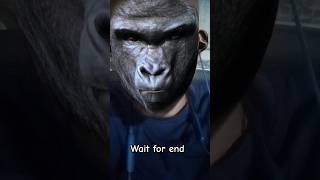 monkey gibbon motivation viralvideo hauntedsounds funny creepysound bhojpurisong scary [upl. by Mikkanen]