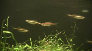 Rasbora Pauciperforata  The redline rasbora [upl. by Mulford]