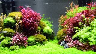 Aquascape Planted Aquarium with Seiryu [upl. by Enelrak96]