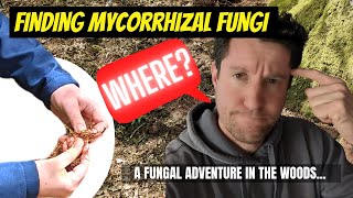 How to find mycorrhizal fungi [upl. by Bakemeier]