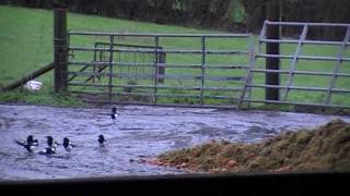 Air Rifle Hunting Farmyard Vermin Control 5 28 Nov 2011 [upl. by Aneelas]