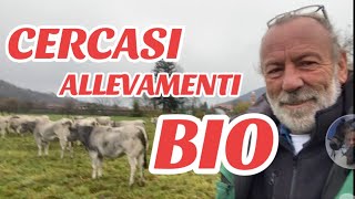 CERCASI ALLEVAMENTI BOVINI RAZZA PIEMONTESE CERTIFICATI BIO X INFO DEGIO 3296730110 [upl. by Helfant]