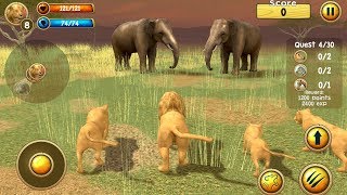 Wild Lion Simulator 3D by Turbo Rocket Games Android Gameplay HD [upl. by Sira]