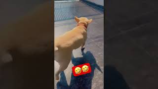 🤣funny French bulldog funnydogsvideos doglover virlashort pets frenchbulldog [upl. by Yulma901]