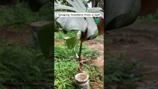 How to grow monstera deliciosa from cutting monstera water propagation results [upl. by Duky]