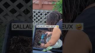 CALLALOO TRANSPLANTED gardening areyouin tryagain callaloo gorillacart keepitalive [upl. by Lezah204]