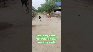 Veterinary doctor give the injection in goatgoat Vs doctorSo entertainment video challenge video [upl. by Osicran]