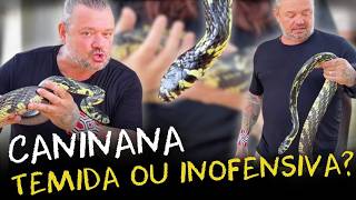 CRIAÇÃO DE COBRAS RARAS VOCÊ NÃO VAI ACREDITAR NAS CORES DESSA COBRA AMAZÔNICA [upl. by Downing]