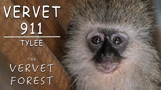 Baby Monkey Attacked by Monkeys  Animal Emergency Rescue  Vervet Forest  Vervet 911 [upl. by Einwahs]