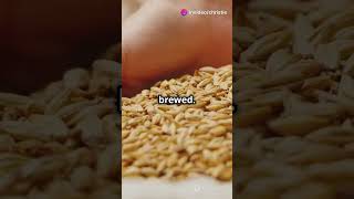 Ancient Brews Barley Beer Origins 🍺 [upl. by Eitnom]