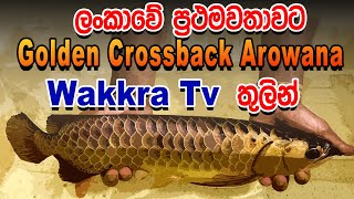 ලංකාවේ ප්‍රථම වතාවට Golden Crossback Arowana [upl. by Llerehc]