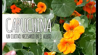 CAPUCHINA  Reproducción cuándo recolectar sus semillas y usos culinarios [upl. by Lambrecht26]