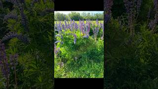 Spring Lupine in the field amp birdsong Enjoy  💕 [upl. by Jablon725]