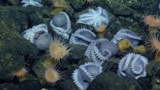 Massive Aggregations of Octopus Brooding Near Shimmering Seeps  Nautilus Live [upl. by Enirhtac155]