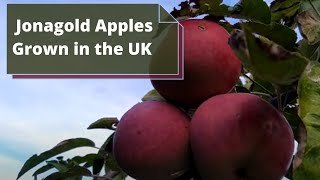 Jonagold Apples Malus Domestica  UK  Delicious Apples [upl. by Edieh]