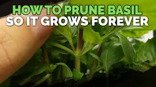 How to Prune Basil So It Grows Forever [upl. by Yrailih146]